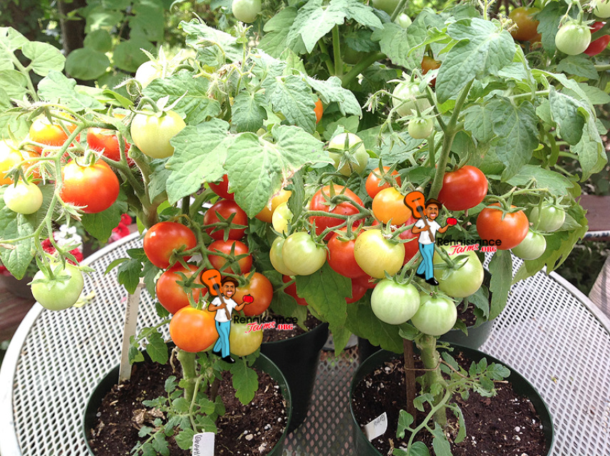 Dwarf Tomatoes All 5 Each More Mature Plants